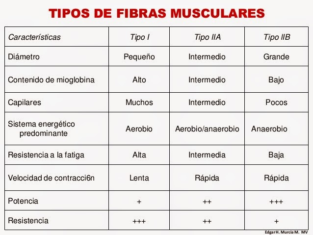 Tipos de fibras musculares pdf